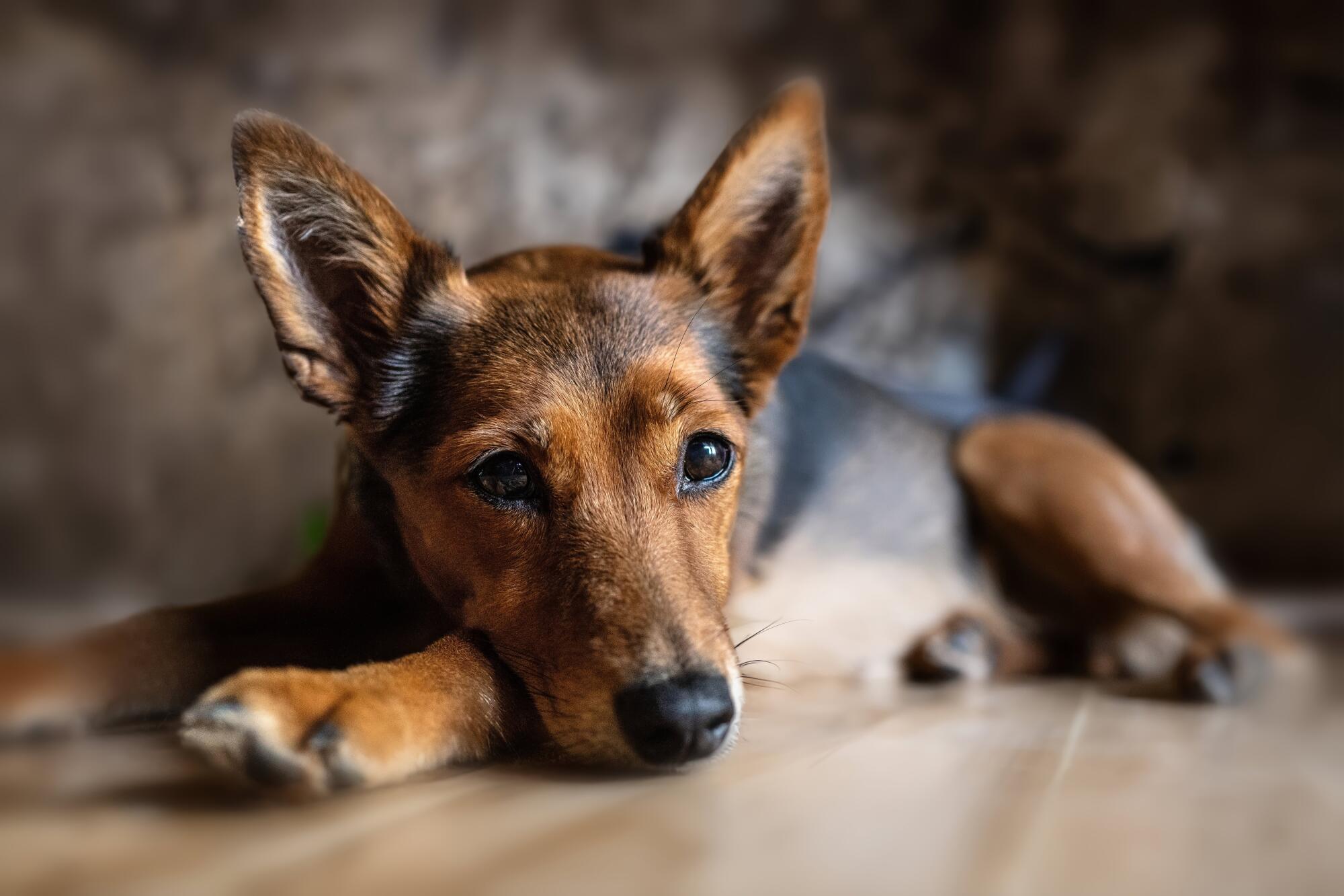 The Pros and Cons of Allowing Pets in Your Fredericksburg, VA Property